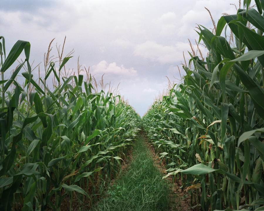 Despite drought, Virginia sweet corn harvest should be good