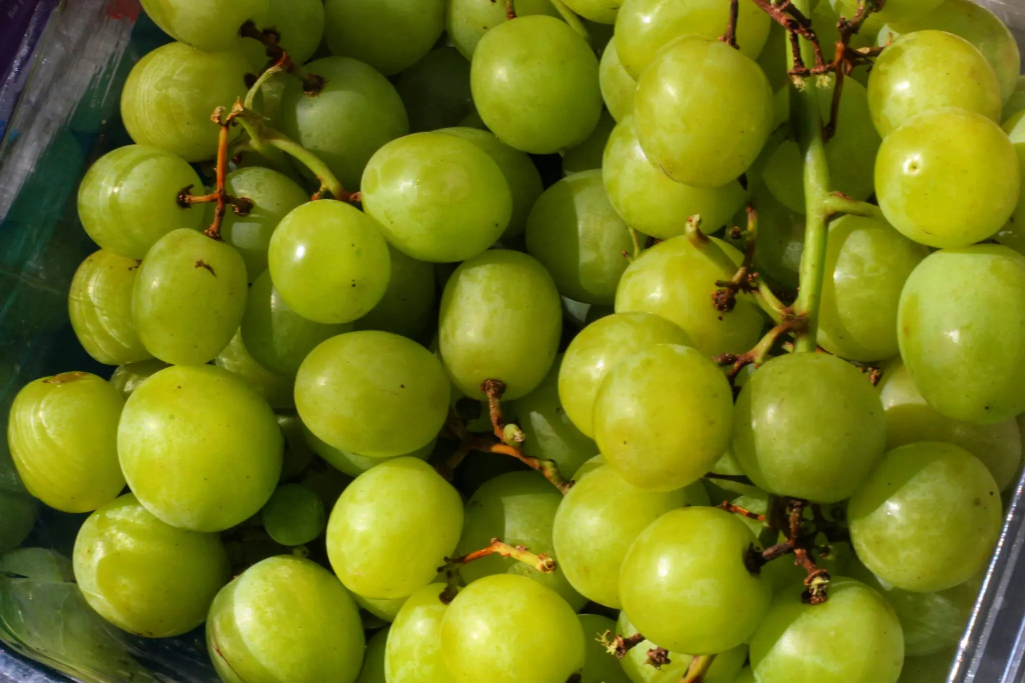 Alimentos tóxicos para perros: uvas, aguacate y xilitol acechan en tu ...