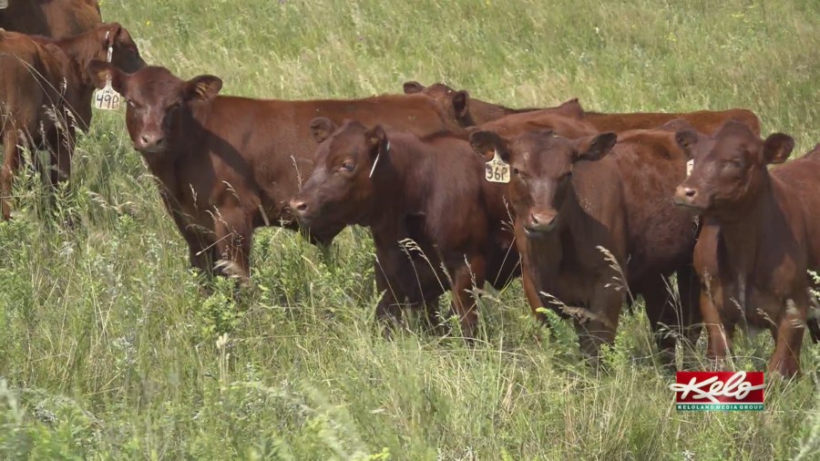 Cattle producers try out virtual fencing