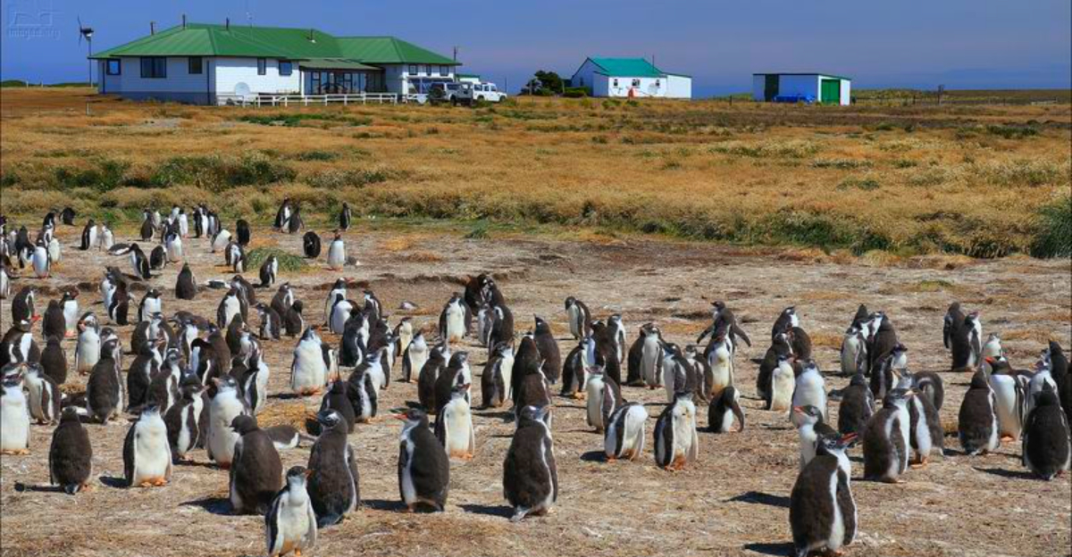 13 islands famous for their penguin colonies