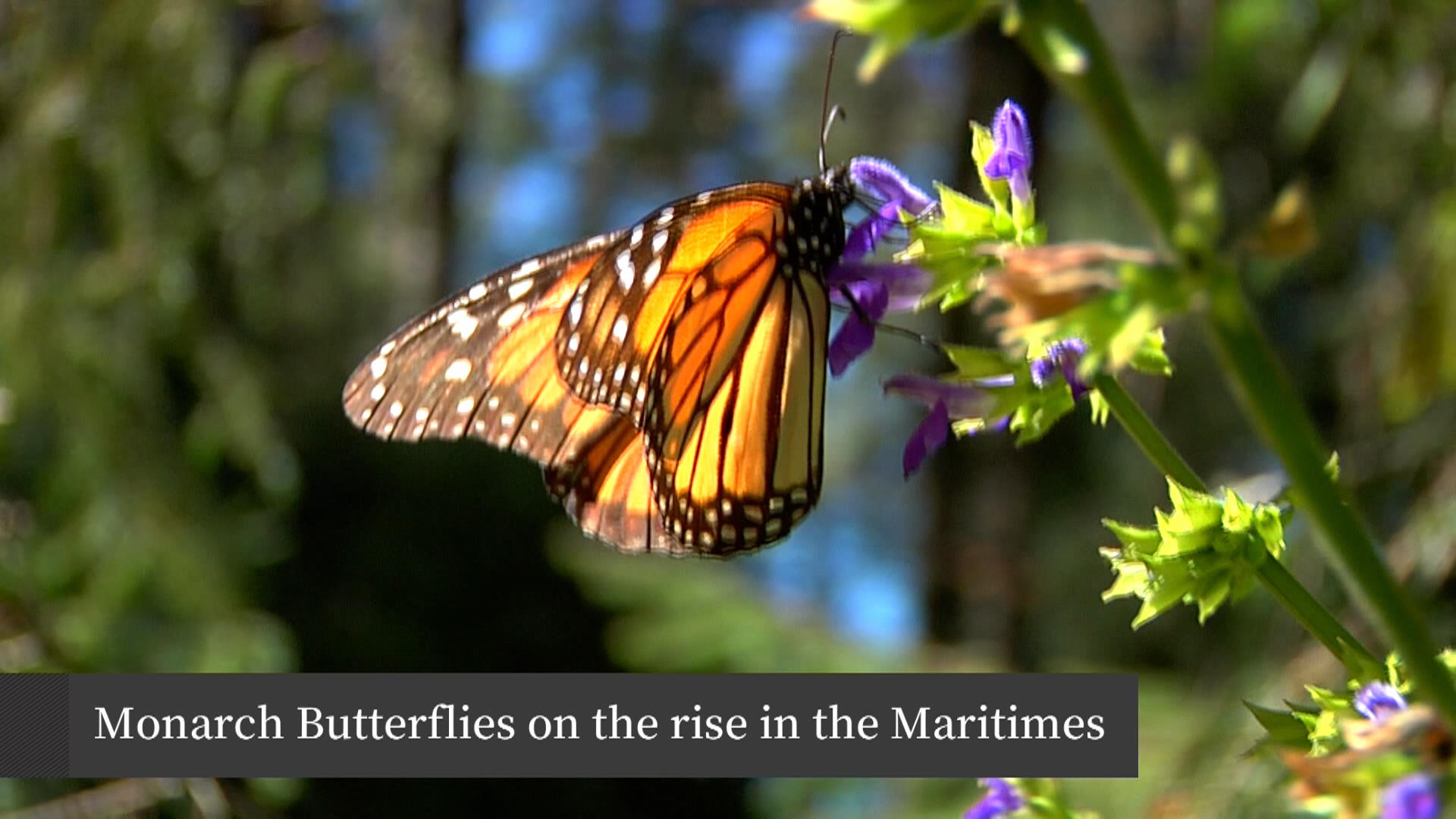 monarch-butterfly-sightings-see-an-increase-in-the-maritimes