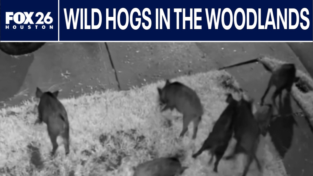 Wild hogs invade Montgomery County neighborhood, residents concerned ...