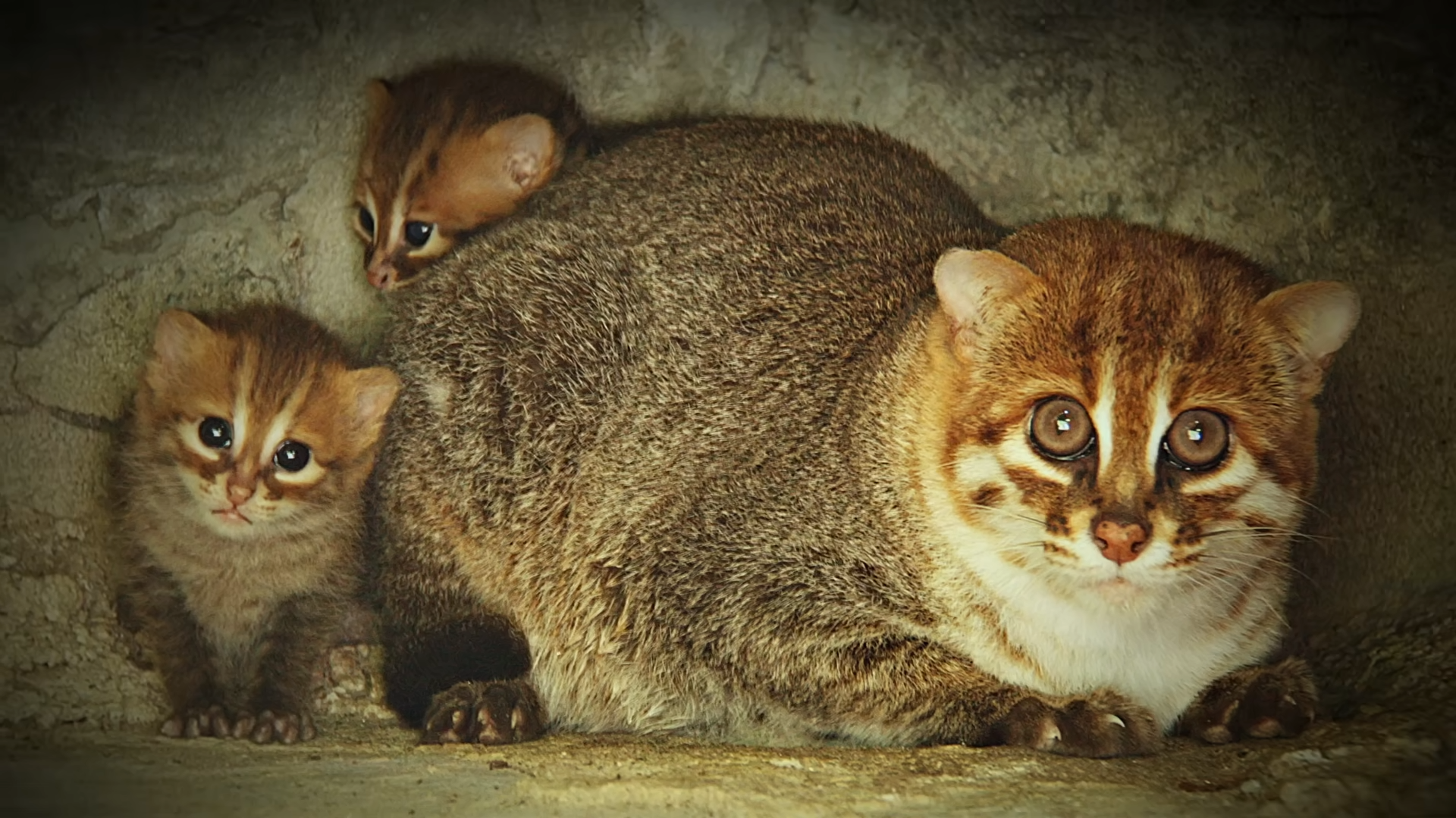 This cute flat-headed cat is one of the rarest animals in the world