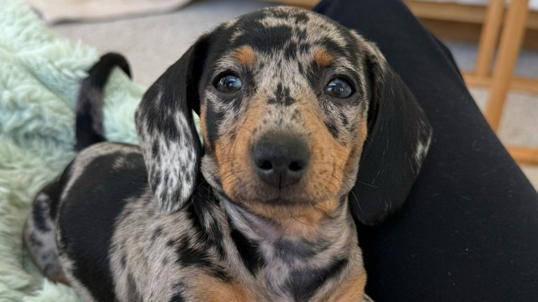 Mini dachshund's first time swimming in the pool definitely doesn't go ...
