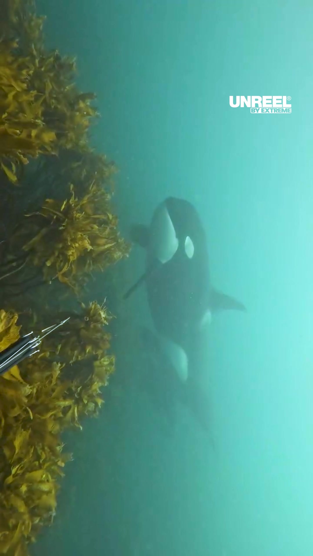 Awe-inspiring underwater orca encounter: Freediving with killer whales ...