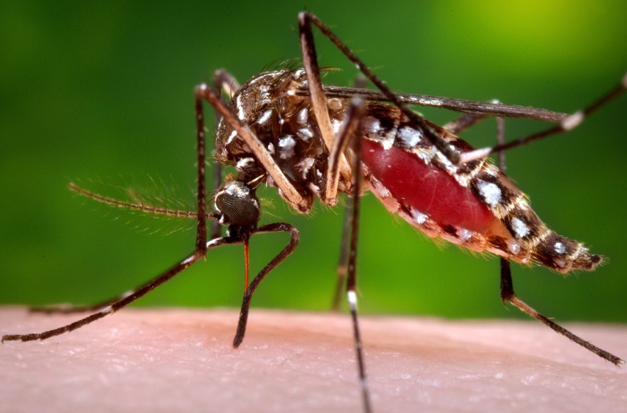 Another mosquito spraying operation scheduled throughout Cumberland County Morning Weather Forecast