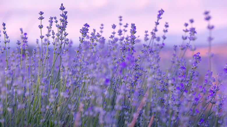 Why you should plant lavender under fruit trees