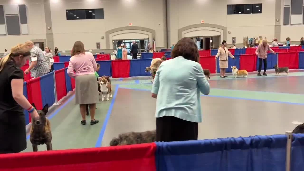 UKC dog show brings over 300 competitors to Longview, along with former competition