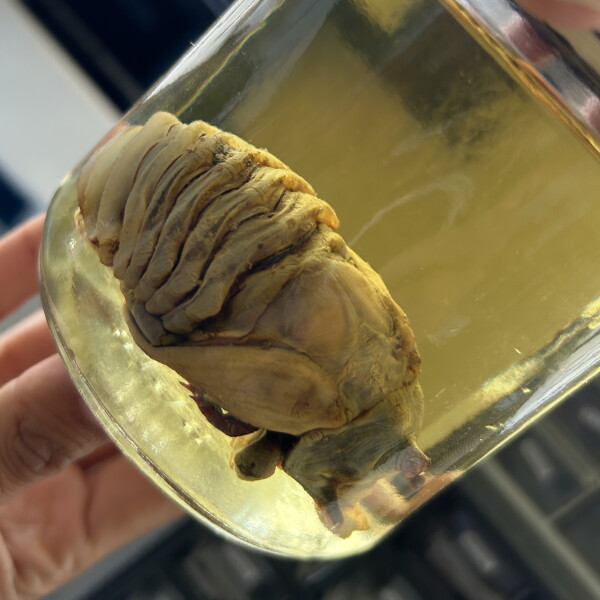 Discover the invertebrate zoology specimens — 'all the little weirdos' — of the Nat
