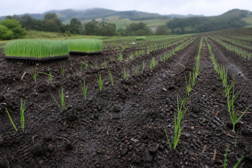 Chuvas intensas em SC ameaçam o transplantio da cebola; safra ocupa 17,4 mil hectares