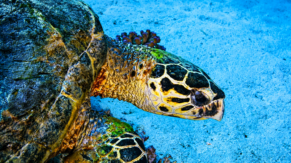 An amazing encounter with a hawksbill sea turtle