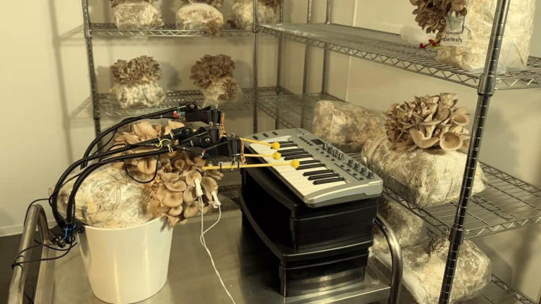 Scientists built a system that lets mushrooms control a musical ...