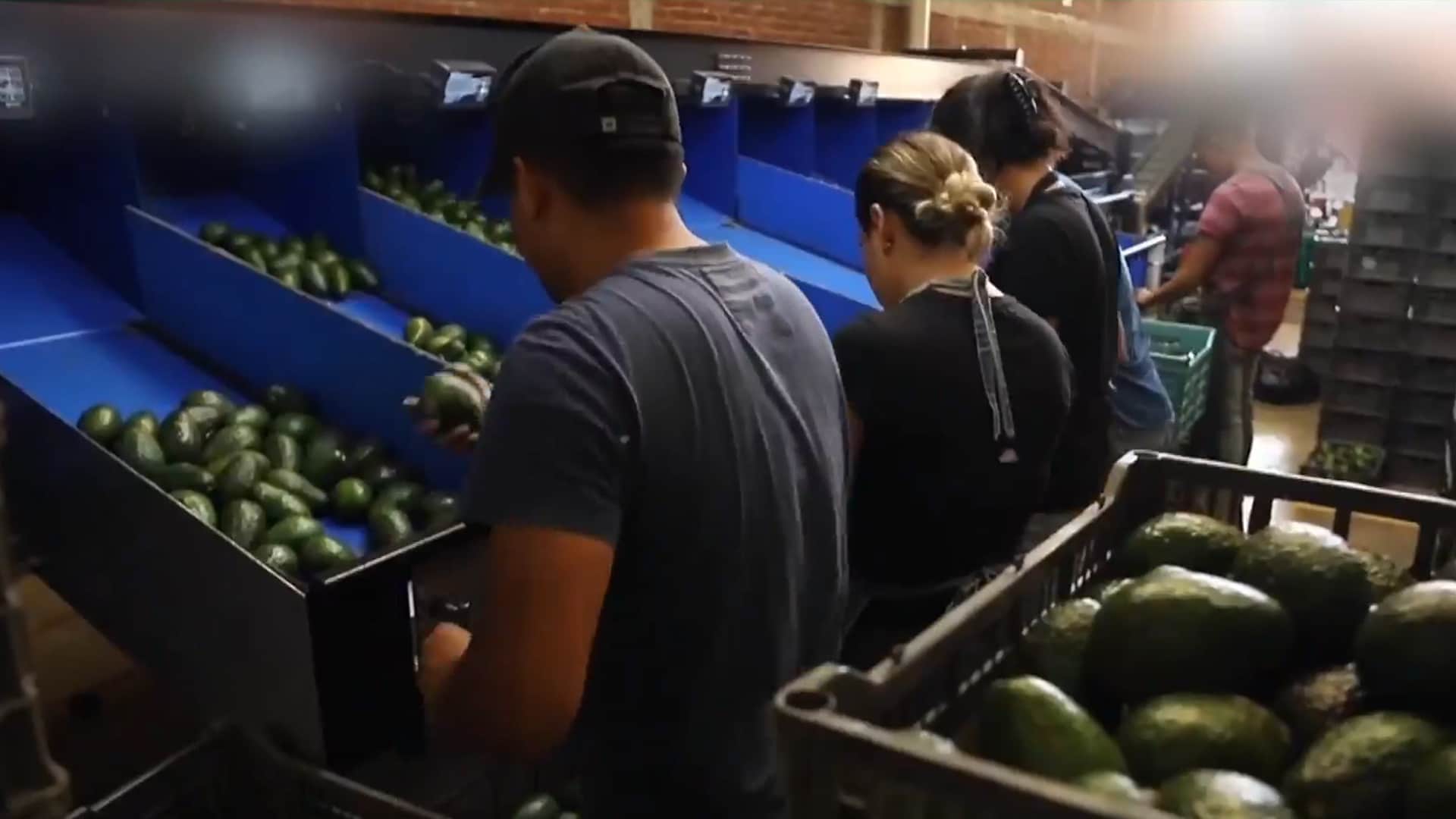 Mexico's avocado industry under threat as US suspends operations in ...