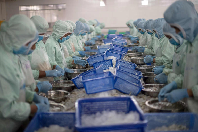 Vietnamese workers devein shrimp at a seafood company in the My Xuyen district in southern Vietnam. Photo: AFP