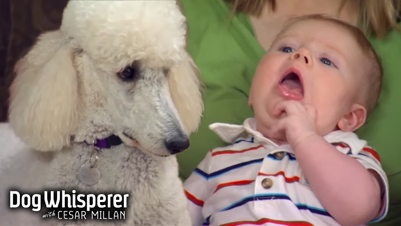 Pushy poodle could threaten the new baby dog whisperer with Cesar Millan