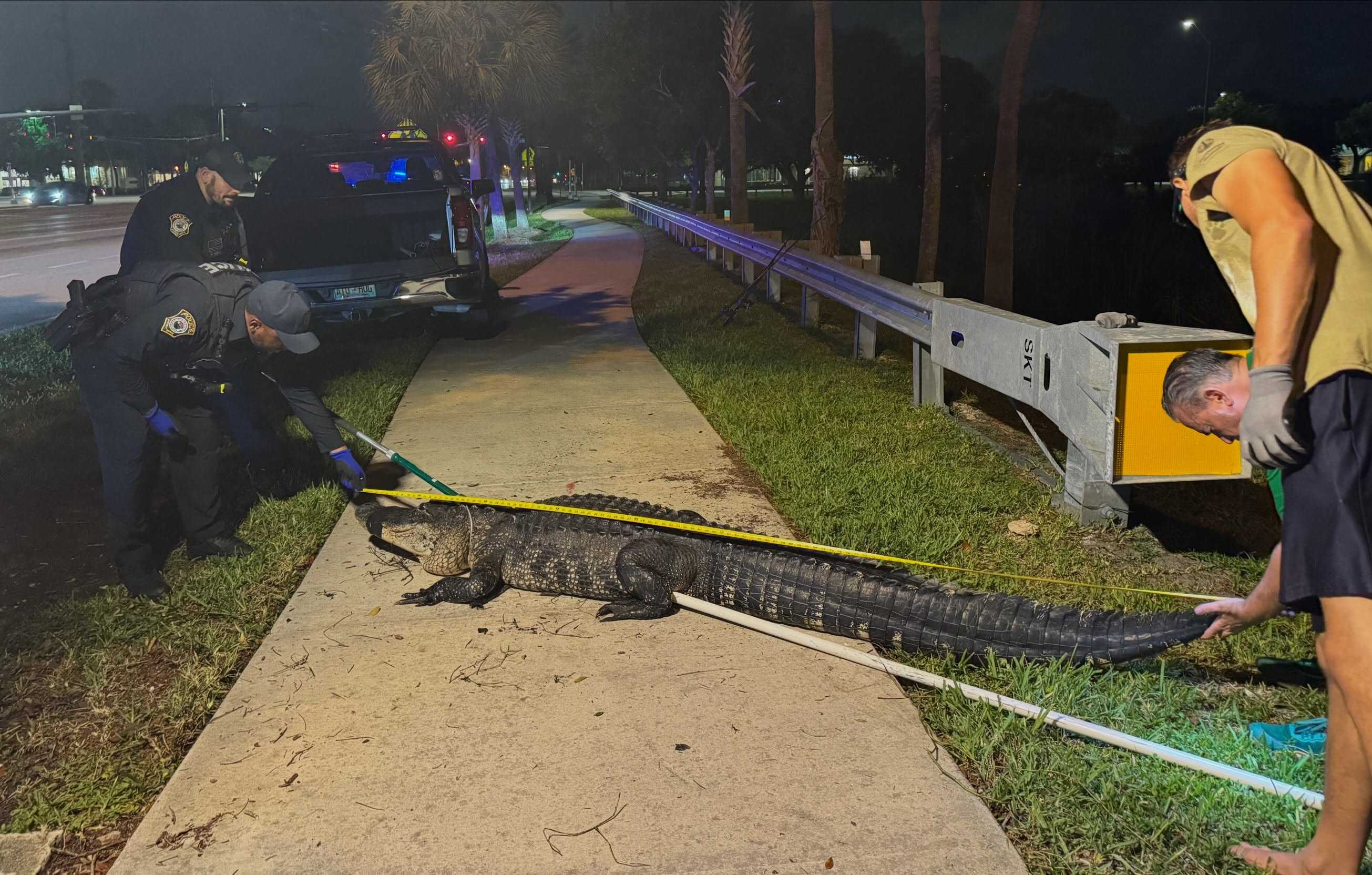 10-foot, 300-pound alligator shows up near South Florida high school