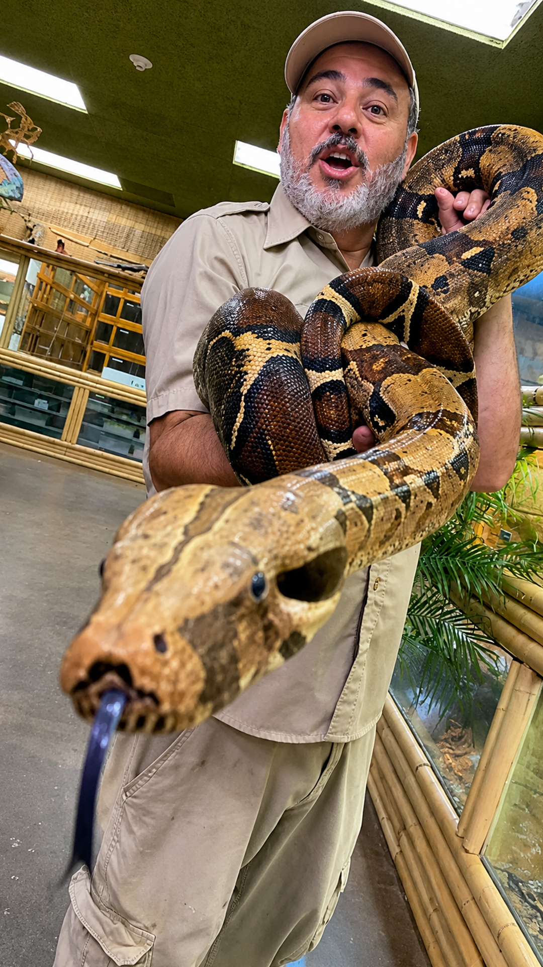 Colombian red-tailed boa shows its impressive full-grown size and beauty