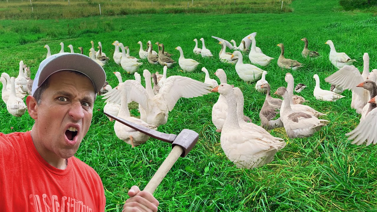 A noisy army of feathered lawn mowers guards a farm