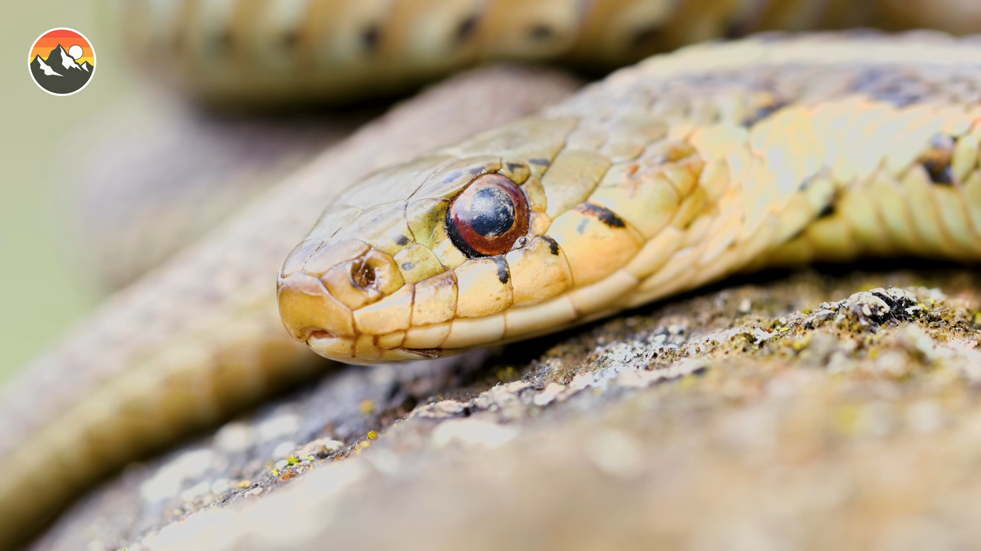 The age-old question: Where would a snake even wear pants?