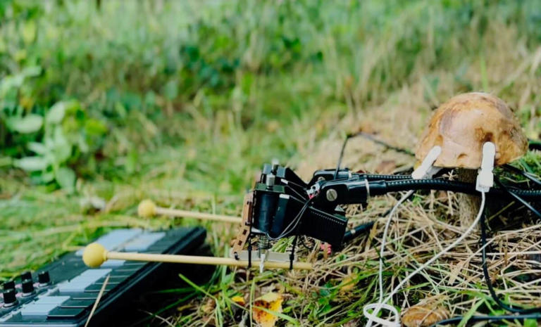 Scientists built a system that lets mushrooms control a musical ...