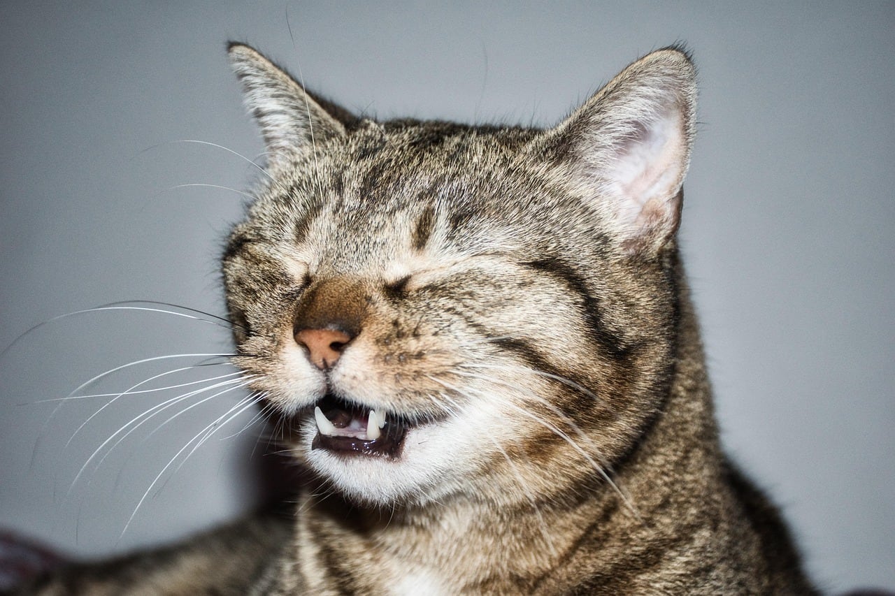Día Internacional del Gato: cinco señales que podrían indicar que su ...