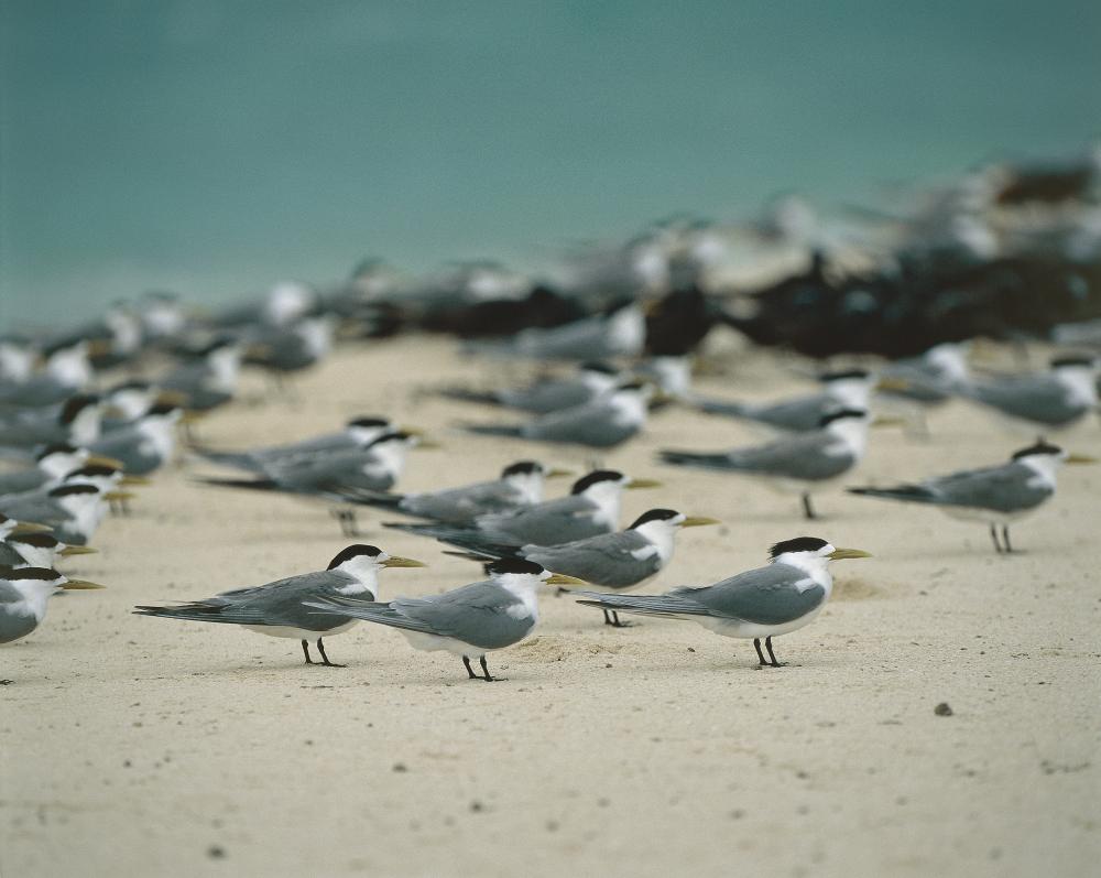When bird flu hit the UK, suffering seabirds died in their thousands. Australia's wild flocks will soon do the same