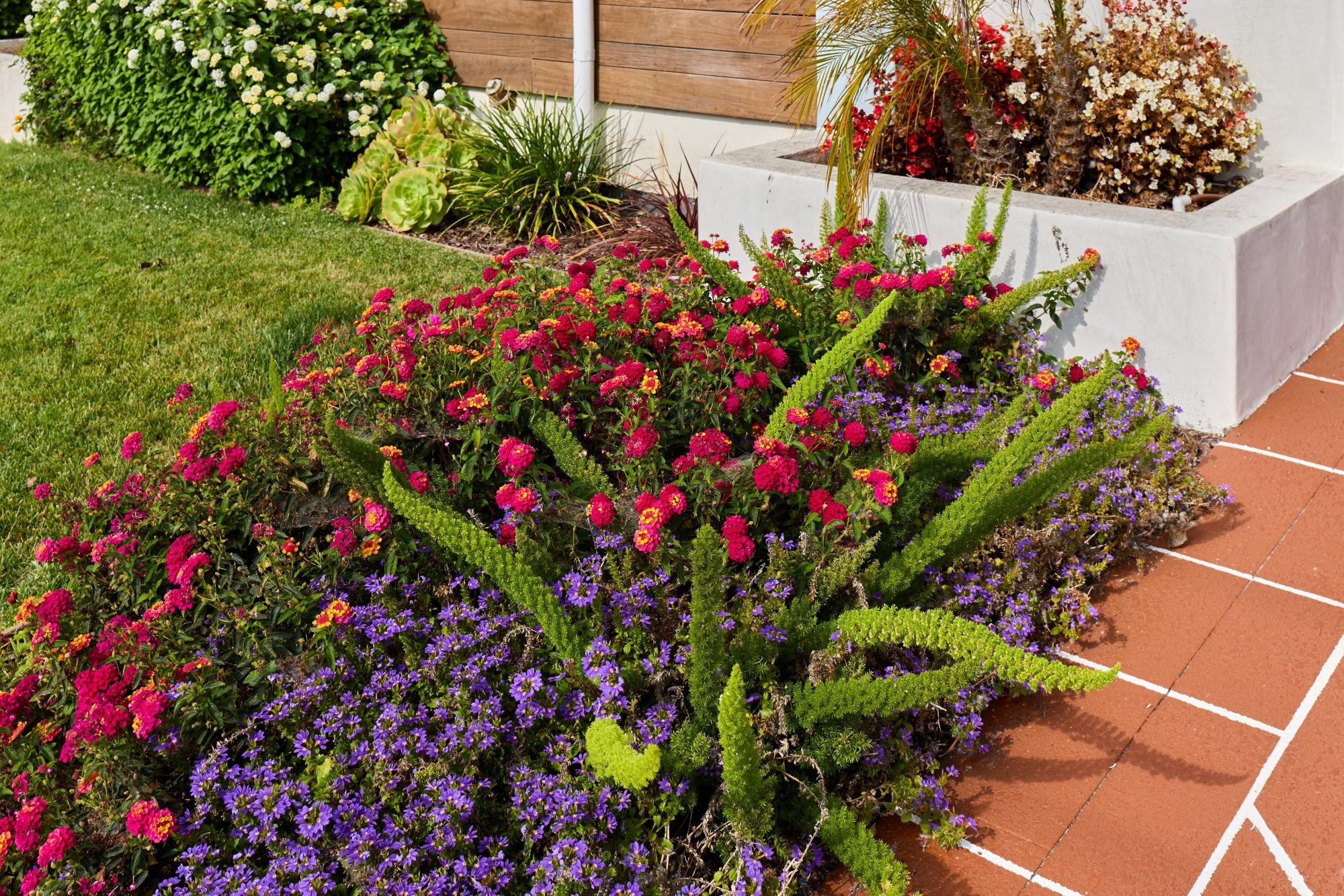 5 small flowers that make great accents in a home landscape
