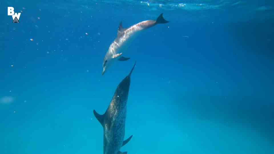 Why would a dolphin take an object from a diver?