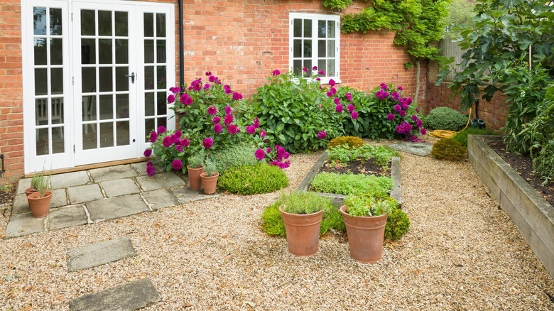 The stunning sedum variety that's a perfect ground cover for your gravel garden