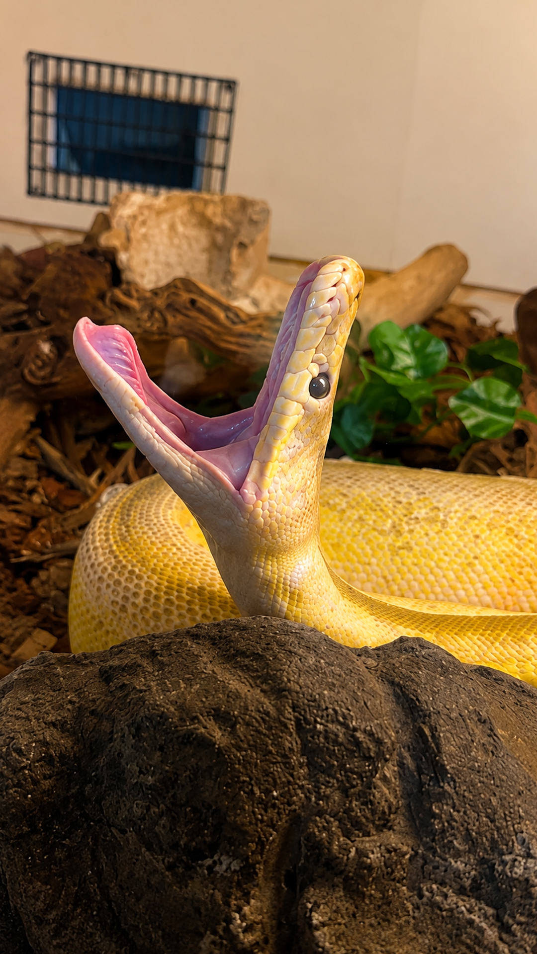A snake’s giant yawn gives a glimpse into reptile behavior