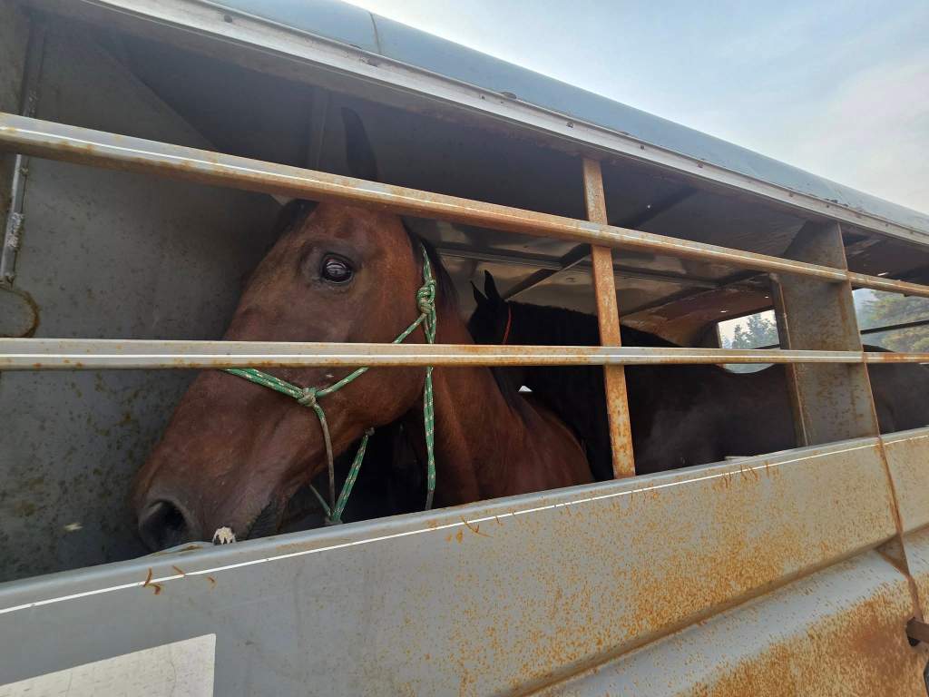 As massive BC wildfire raged, groups worked to rescue livestock, animals