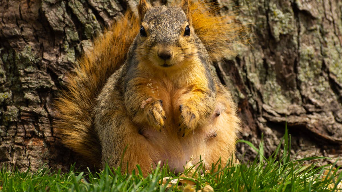 Humans try to help a pregnant squirrel, and she responds with pure attitude