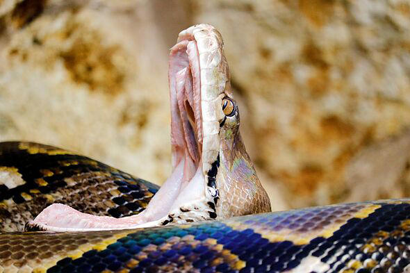 Mother of four found inside 20-foot snake after being swallowed whole