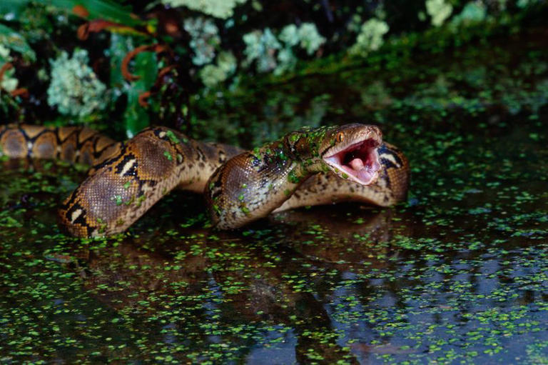 Woman's horrifying death strangled and swallowed whole by 20-foot snake