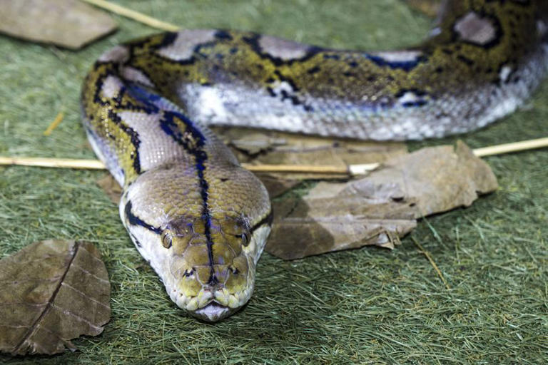 Mother found fully clothed in belly of 20-foot python after being ...