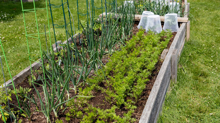 Switch things up and stop garden pests in their tracks with an ...