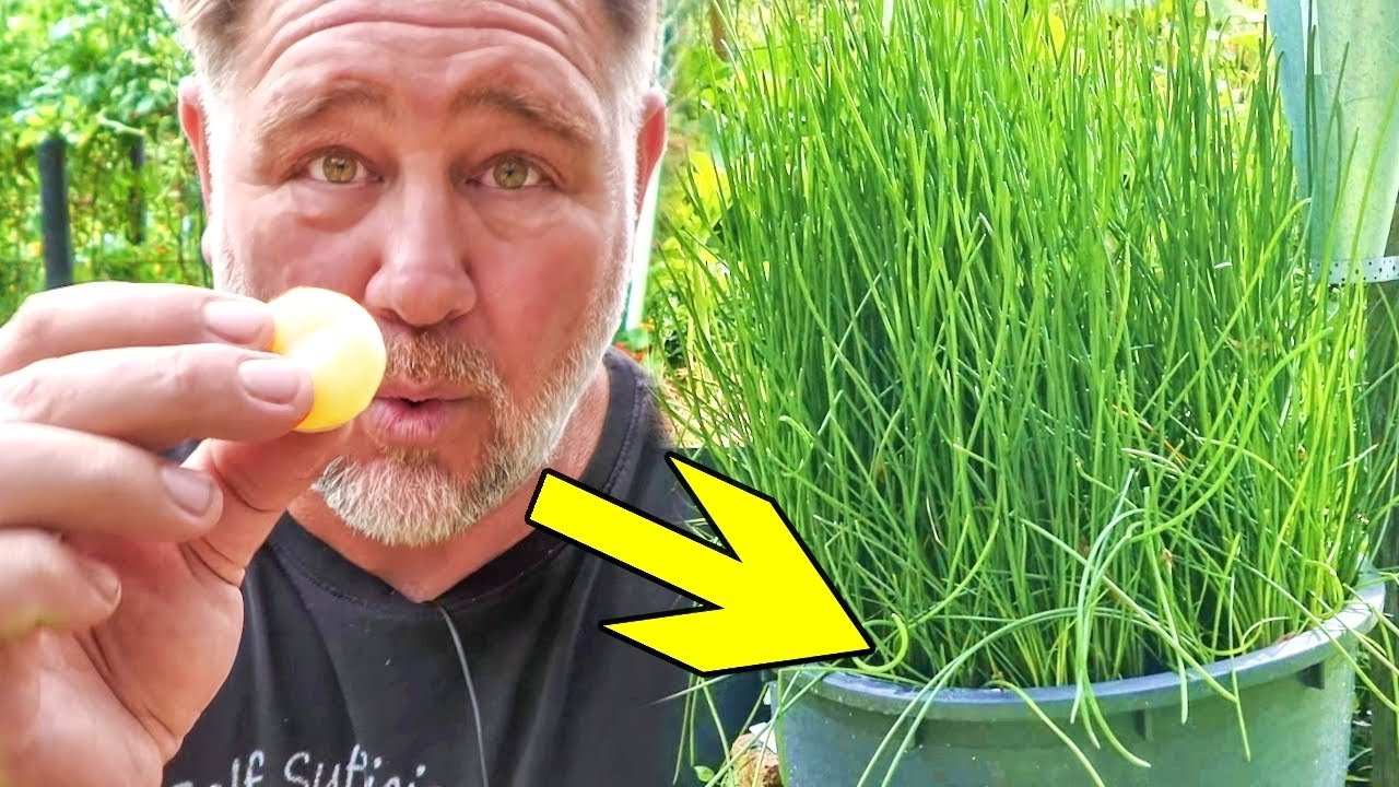 How to grow, harvest & cook fresh water chestnuts at home | Urban ...