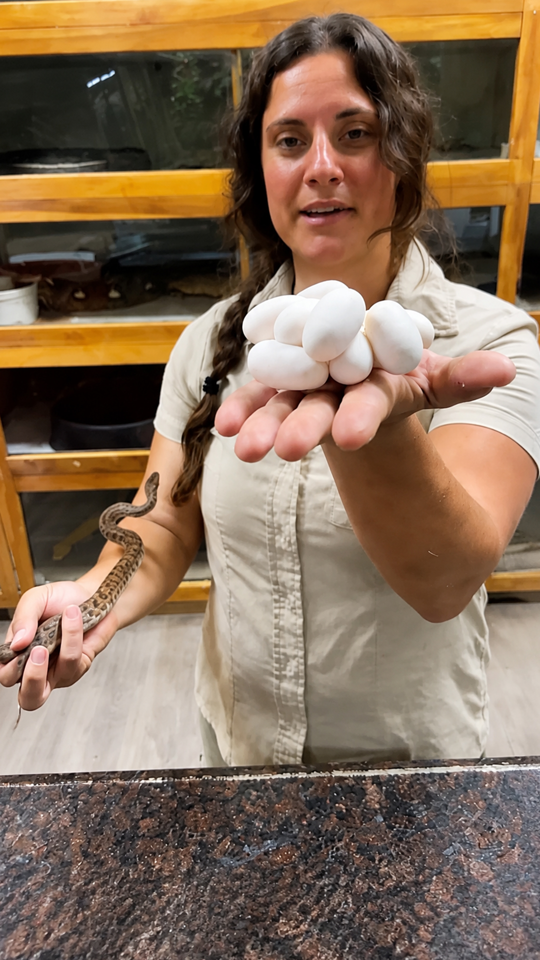Tiny children’s python welcomes a new group of baby snakes