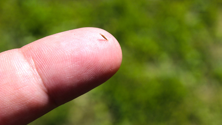 What happens to your body when you get a splinter