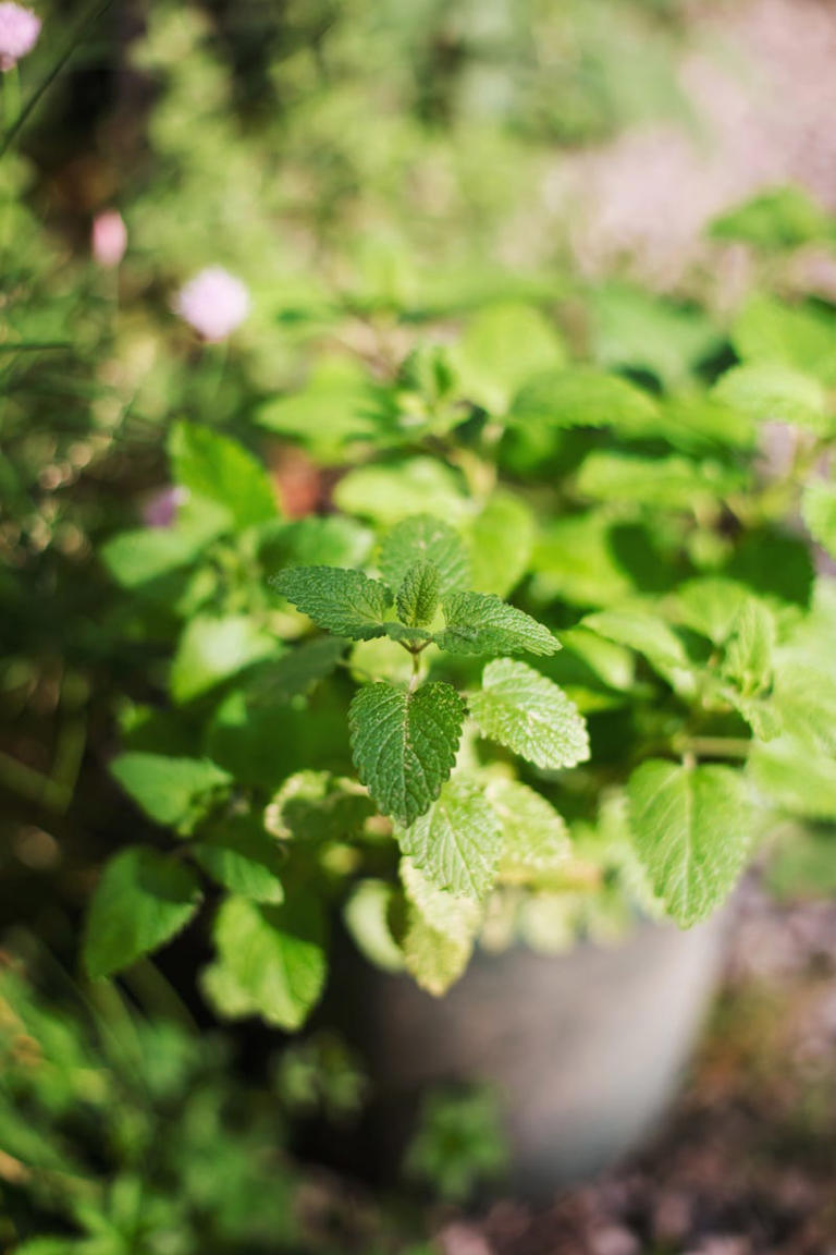 4 popular garden plants that are happier in pots than in the ground ...