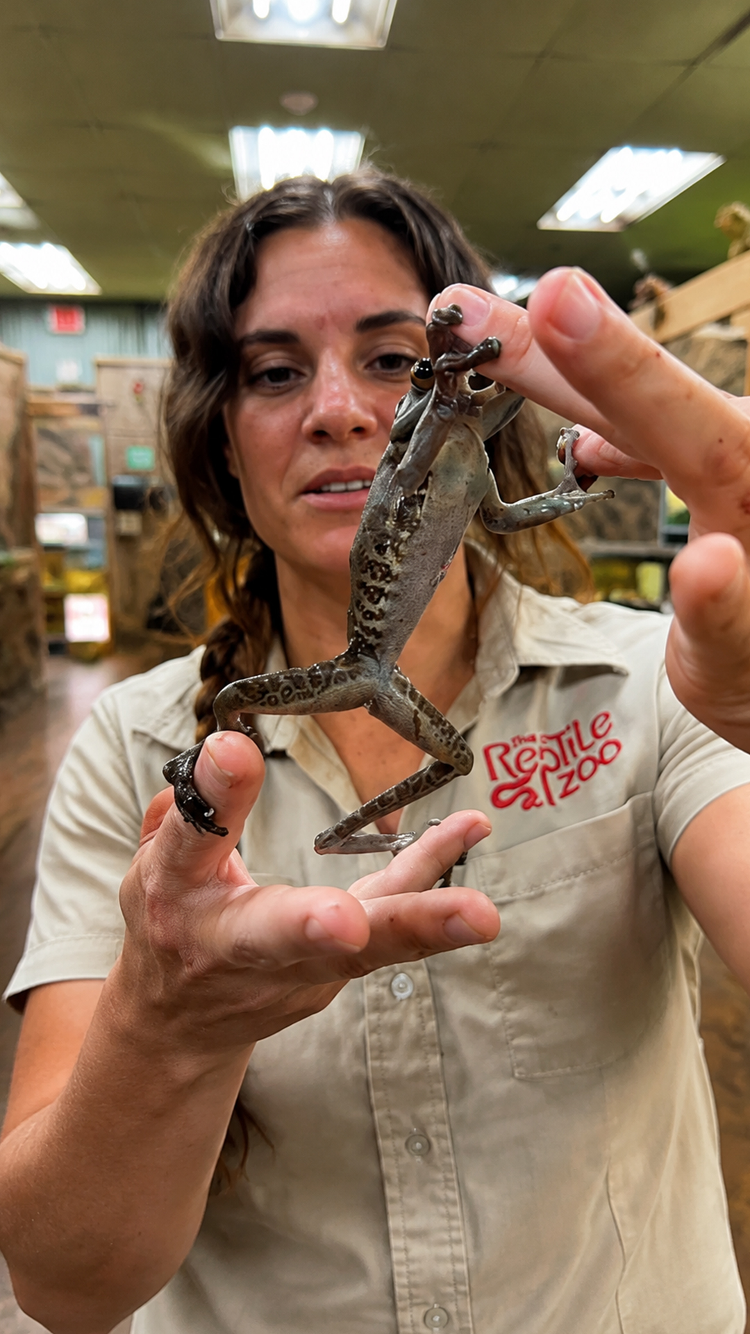 Tiny tree frog delivers a big surprise with its quick movements