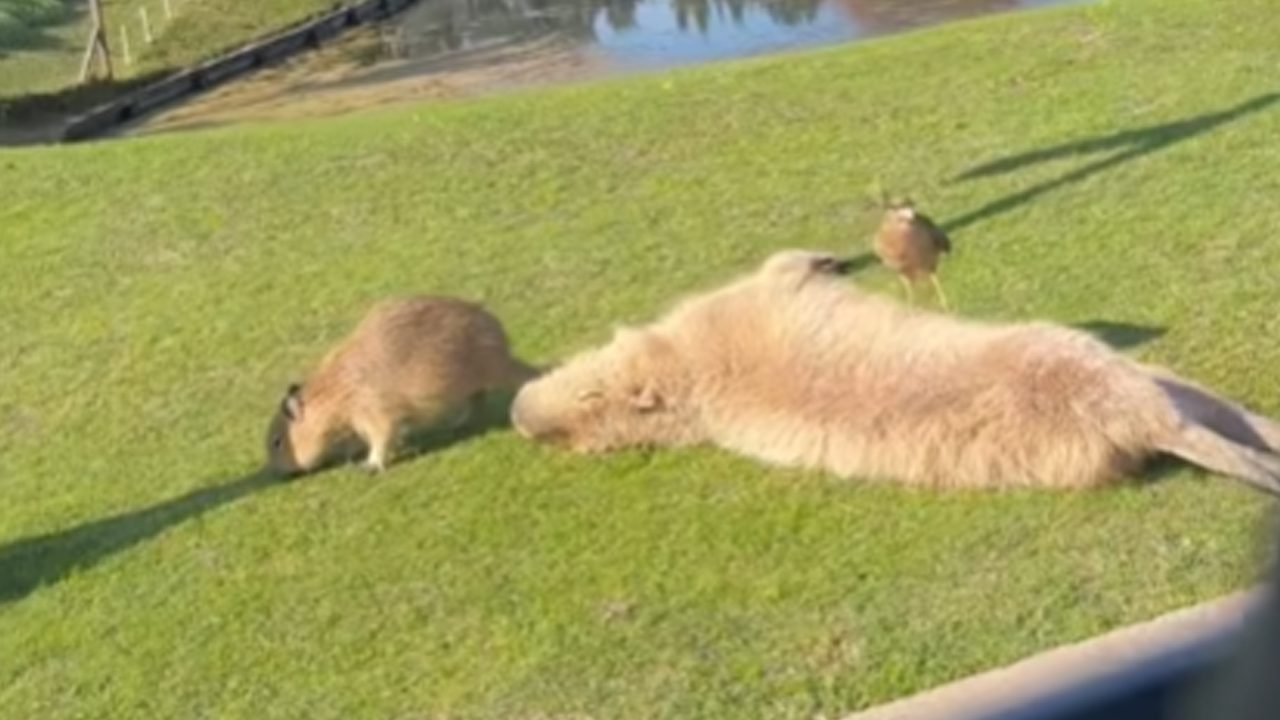 Bird relaxing on a calm capybara
