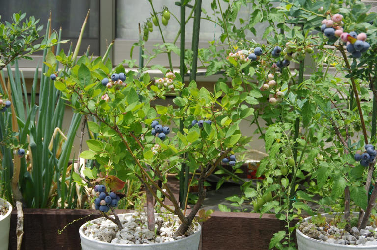 4 popular garden plants that are happier in pots than in the ground ...