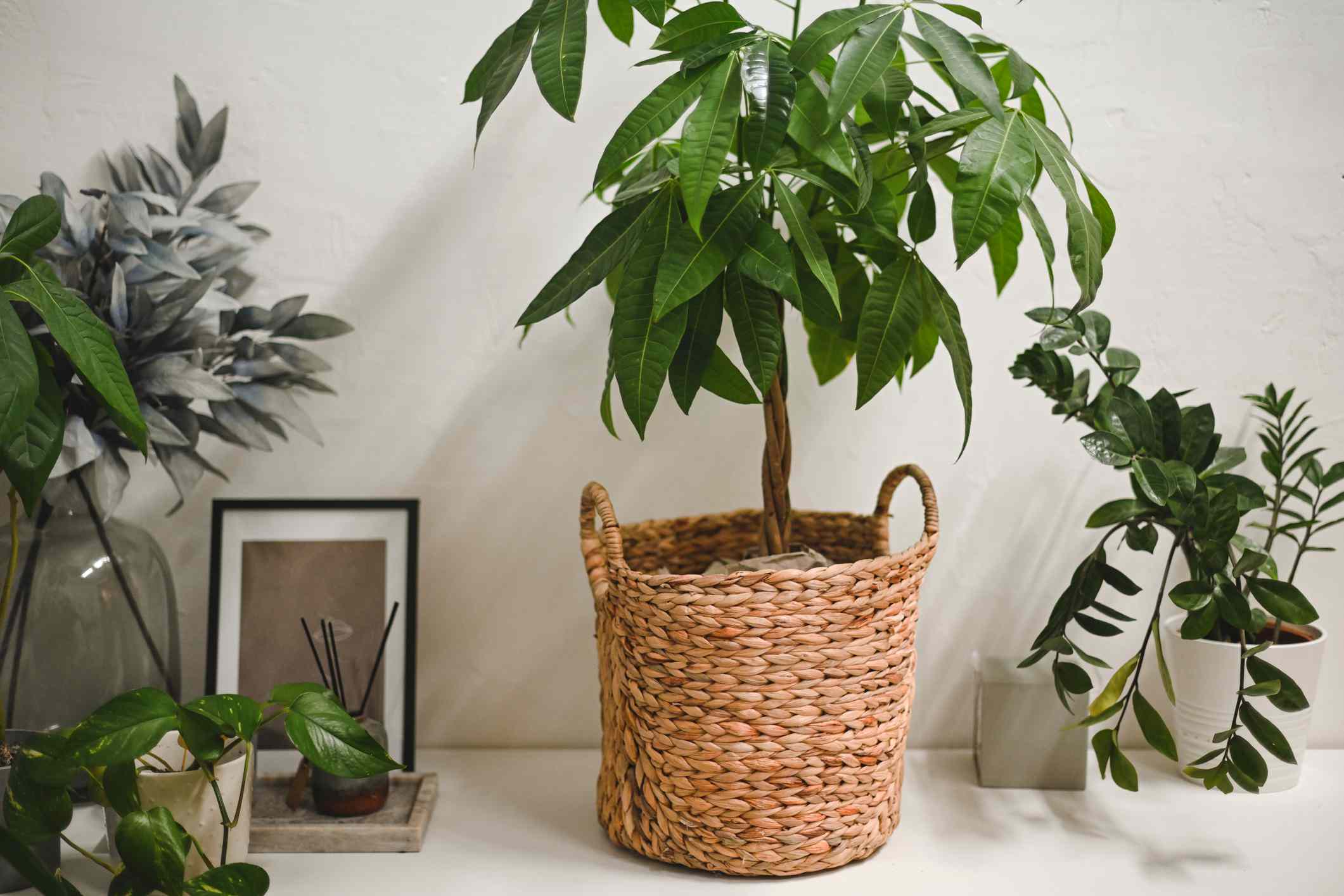 Money tree care: Simple steps to help your plant thrive indoors