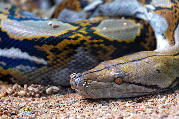 Mother swallowed whole and found fully clothed inside python after trip ...