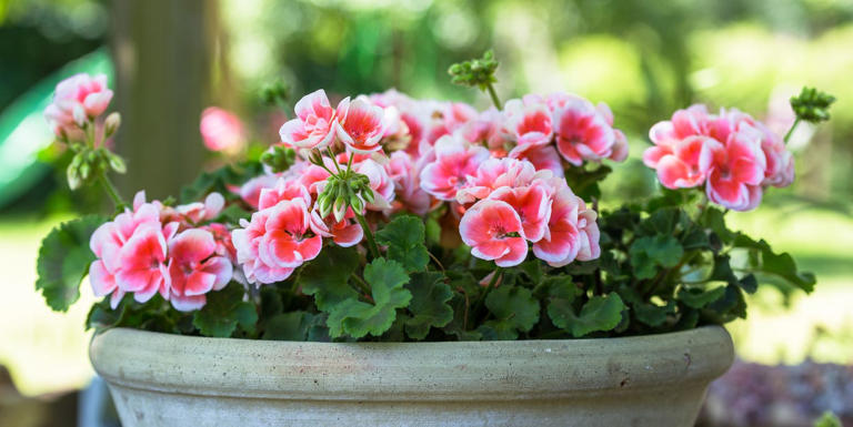4 popular garden plants that are happier in pots than in the ground ...