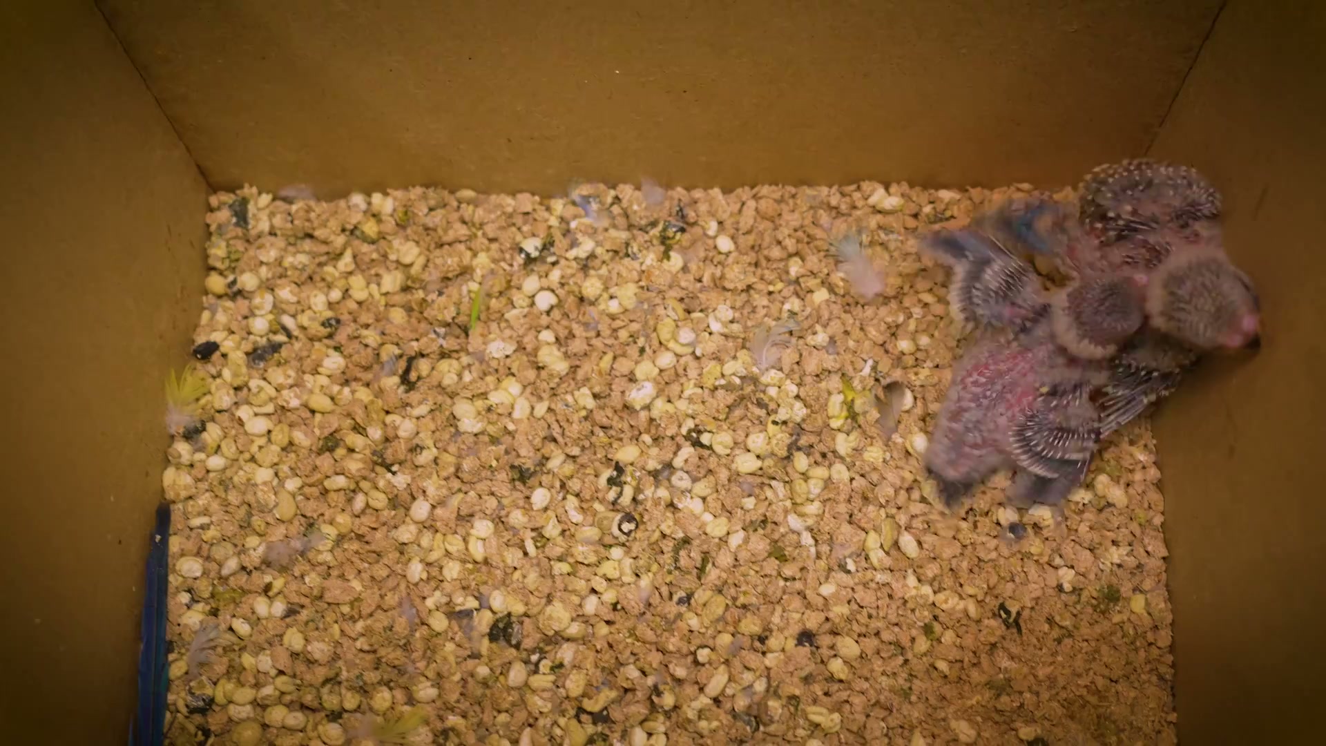 I hand-reared these budgies to be human-like