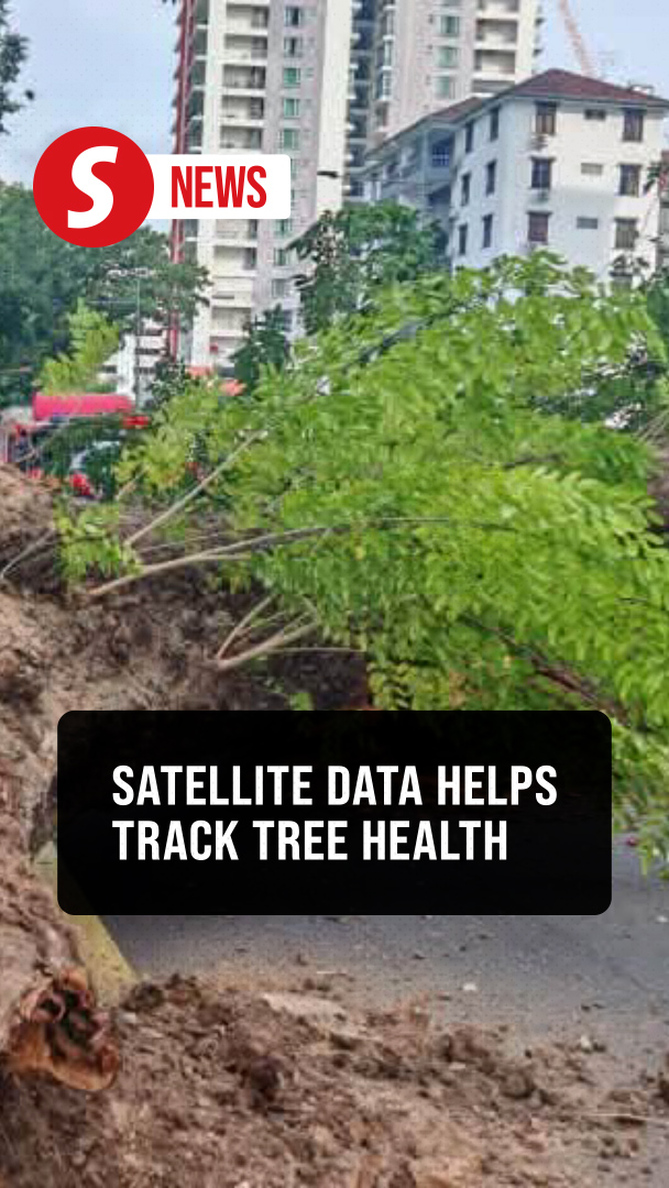 MBPP using satellite-based tech to monitor tree health