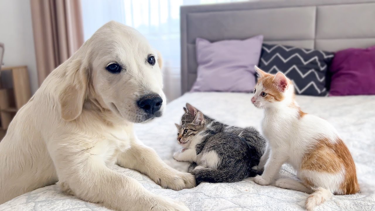 Two kittens react to their new puppy friend