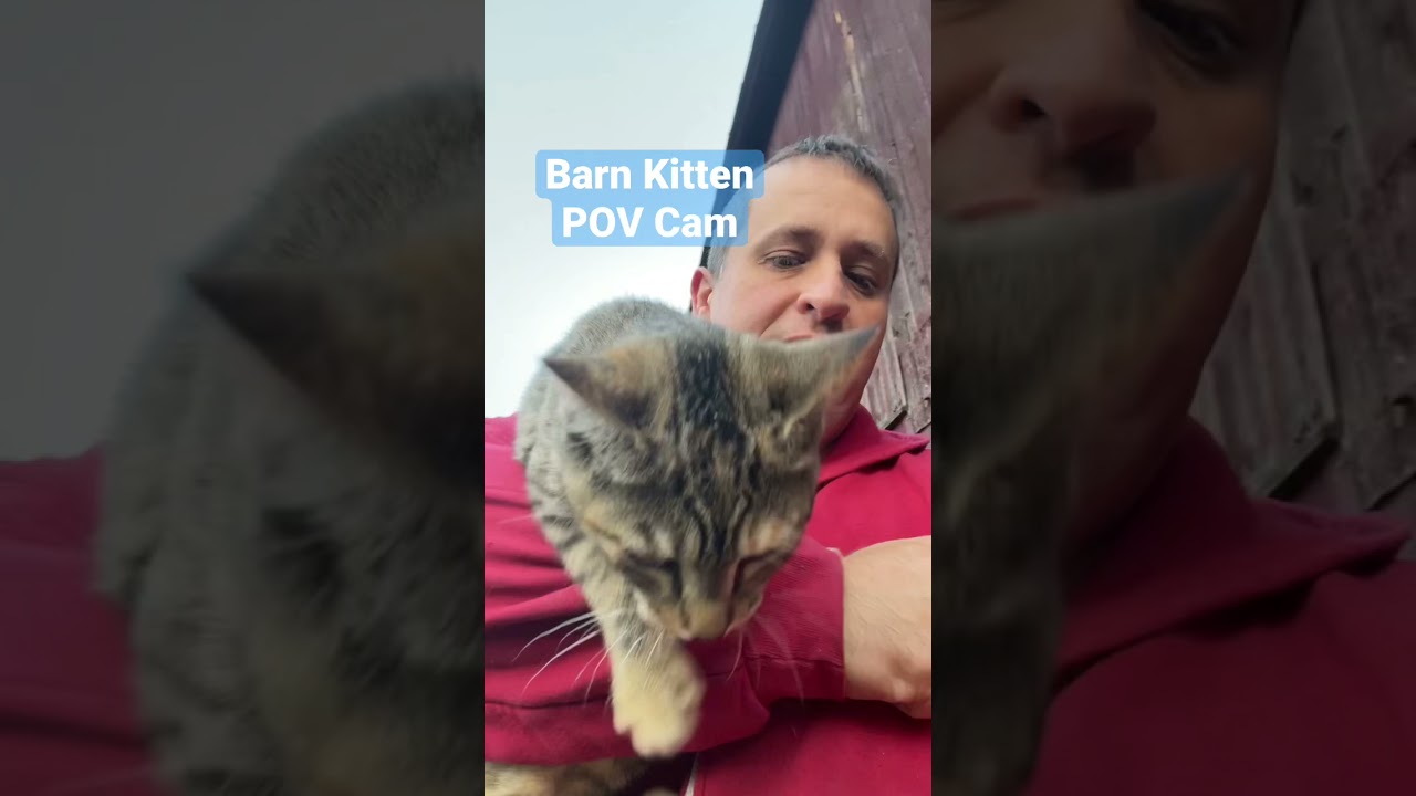 Watch tiny barn kitten confront giant guard dog